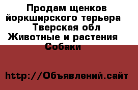 Продам щенков йоркширского терьера  - Тверская обл. Животные и растения » Собаки   